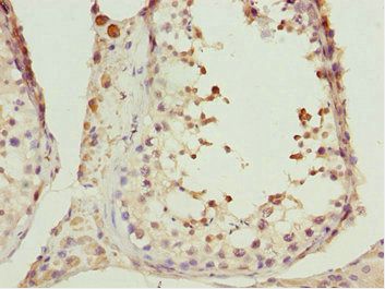 CIAO1 Antibody