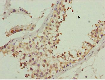 CIAO1 Antibody