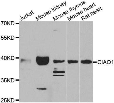 CIAO1 antibody