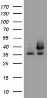 cIAP2 (BIRC3) antibody