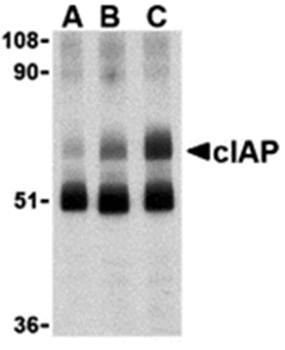 cIAP Antibody