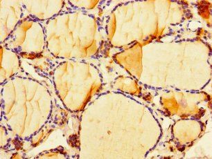 CIART Antibody