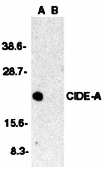 CIDE-A Antibody