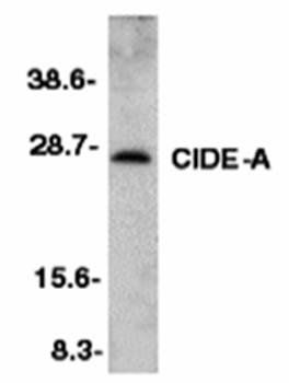 CIDE-A Antibody