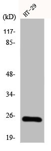 CIDEB Antibody