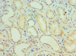 CIDEC Antibody