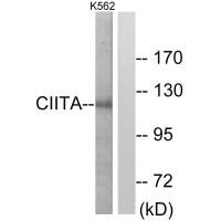 CIITA antibody