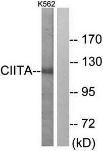 CIITA antibody