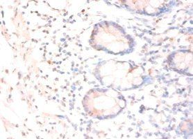 CNTF Antibody