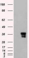 CINP Antibody