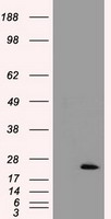 CINP Antibody