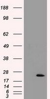 CINP antibody