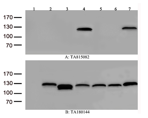CINP Antibody