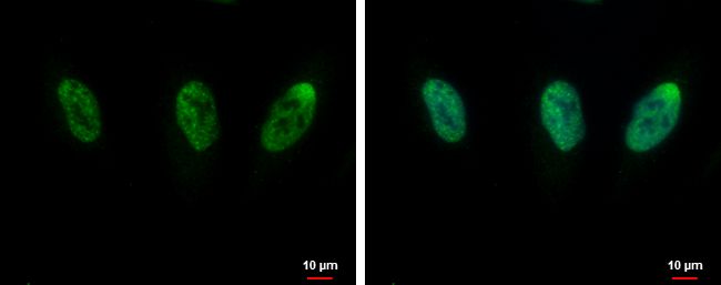 CIP29 antibody [N1C3]