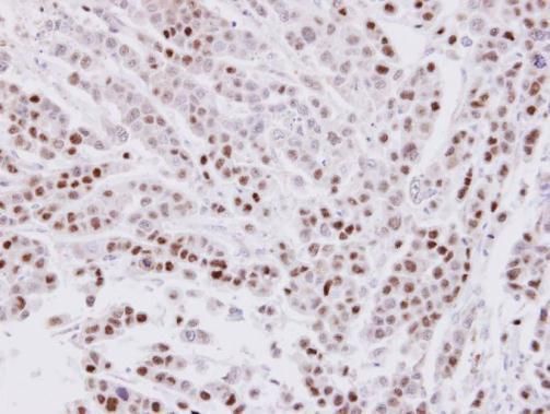 CIP29 Rabbit Polyclonal Antibody