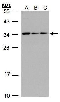CIP29 Rabbit Polyclonal Antibody