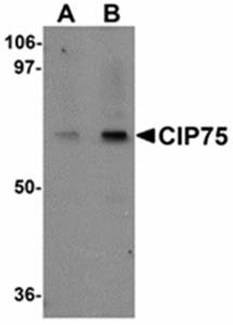 CIP75 Antibody