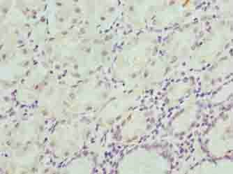 CIPC Antibody