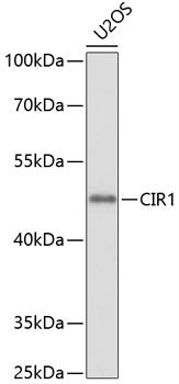 CIR1 antibody