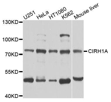 CIRH1A antibody