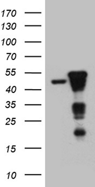 CISD2 antibody