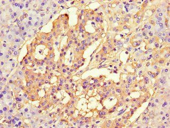 CISD2 Antibody