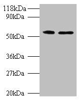 Citrate synthase, mitochondrial antibody