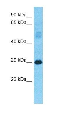 CJ076 antibody