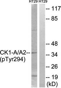 CK-1alpha (phospho-Tyr294) antibody
