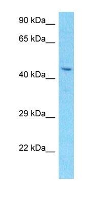 CK024 antibody