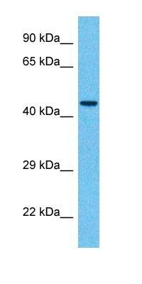 CK084 antibody