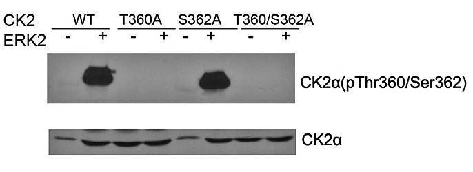 CK2α (phospho-Thr360/Ser362) Antibody
