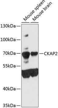 CKAP2 antibody