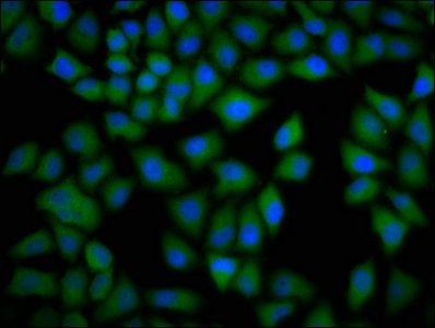 CKAP4 antibody