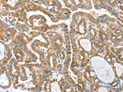 CKAP4 Antibody