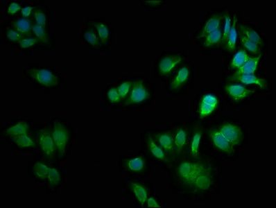 CSNK2A2 Antibody