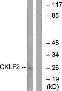 CKLF2 antibody