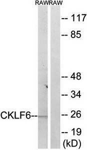 CKLF6 antibody