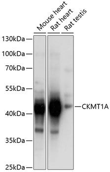 CKMT1A antibody