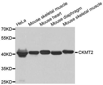 CKMT2 antibody
