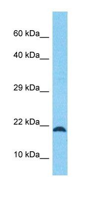 CL074 antibody