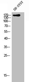 CLASP1 Antibody