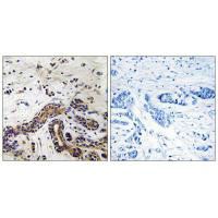 CLASP1 Antibody