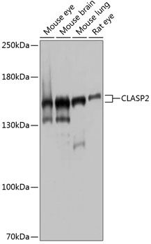 CLASP2 antibody