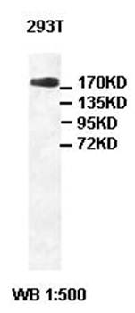 Claspin Rabbit Polyclonal Antibody