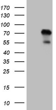 Claudin 3 (CLDN3) antibody