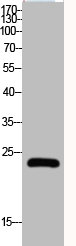 CLDN5 Antibody
