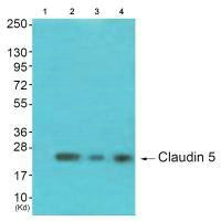 Claudin 5 antibody