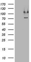 Claudin 6 Antibody