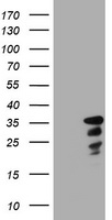 Claudin 6 (CLDN6) antibody